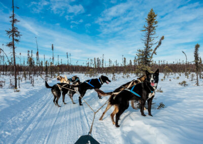 Sled dogs ready to set off in Alaska
