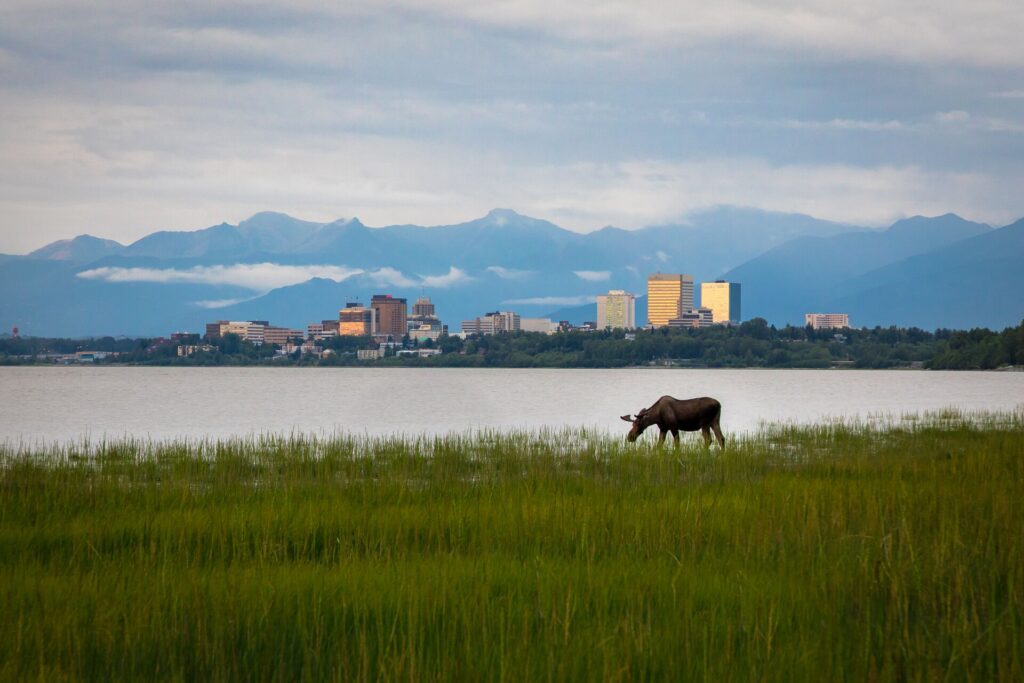 Mooze grazing on grass in front of Anchorage city skyline