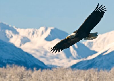 An eagle flies over mountains and fields in Alaska