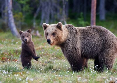 Mother grizzly bear with cub