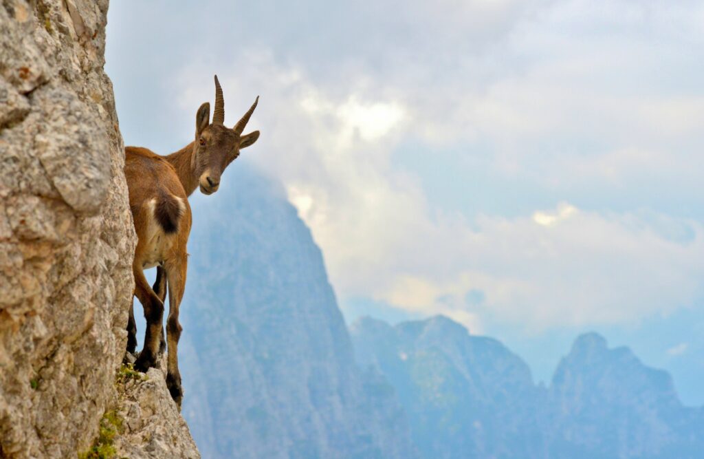 Alpine ibex on the side of a cliff 