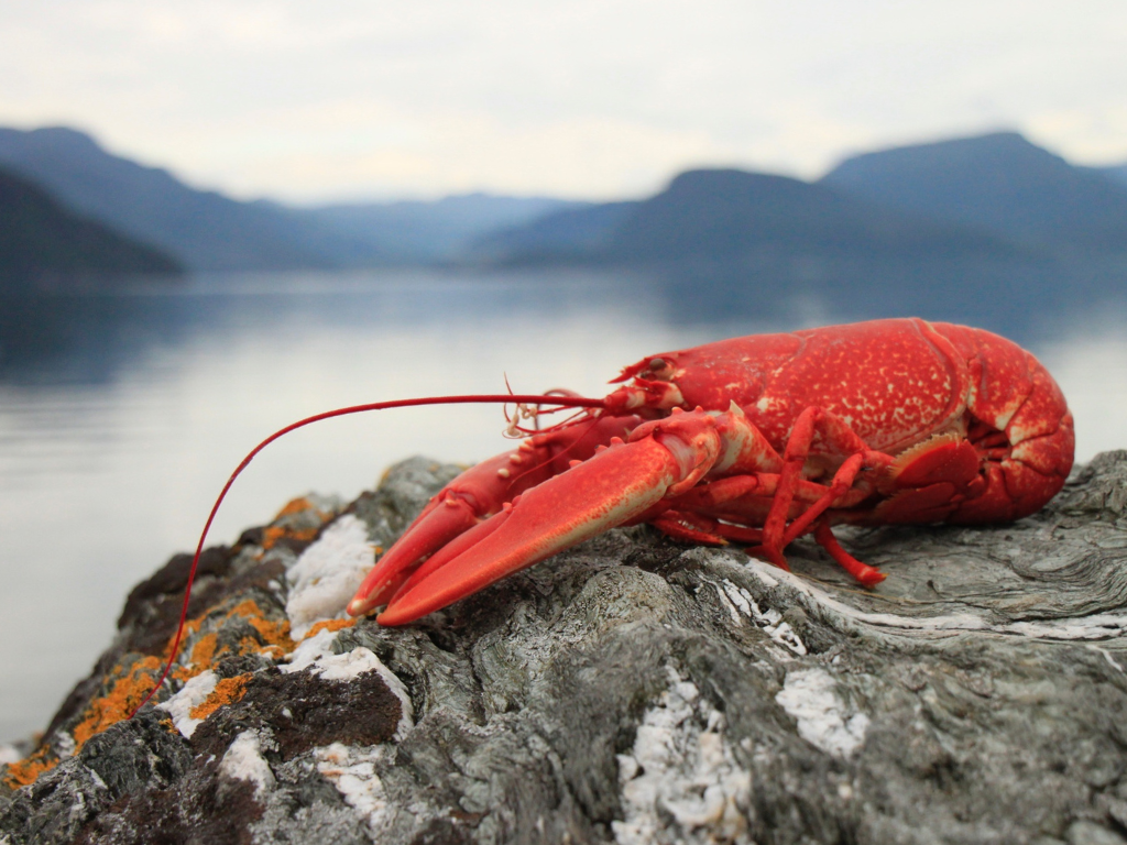 Lobster Maritime Canada