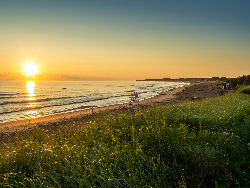 a close up shot of a brown bear’s face, with shaggy brown fur