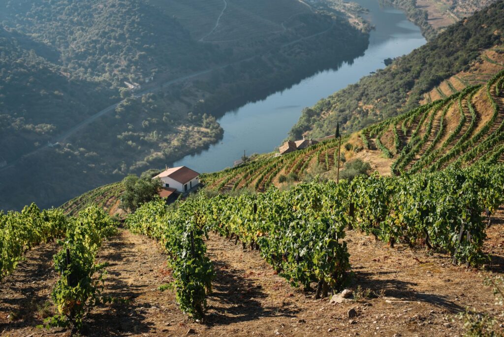 Vineyard on a steep hill in the Douro Valley, Portugal