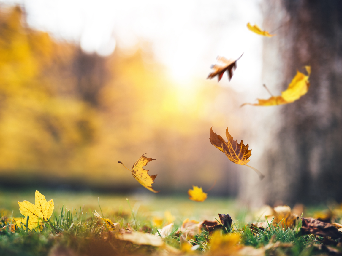 a close up shot of a brown bear’s face, with shaggy brown fur