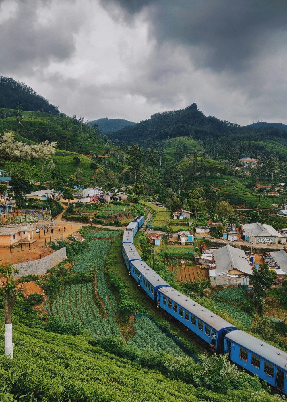 a close up shot of a brown bear’s face, with shaggy brown fur