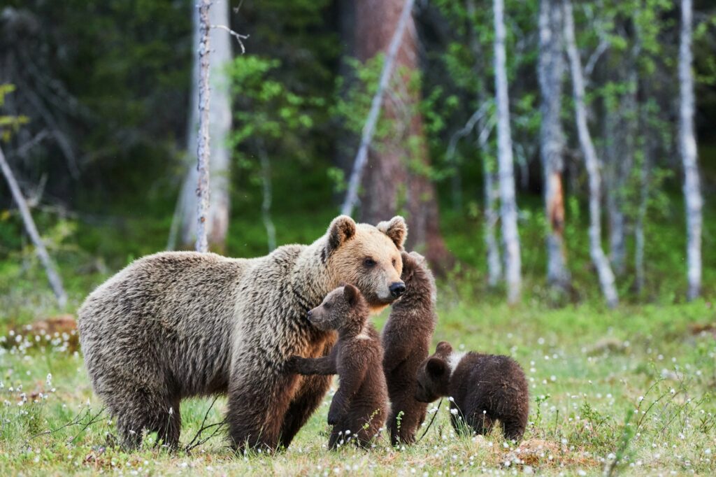 Female grizzly bear with her cubs