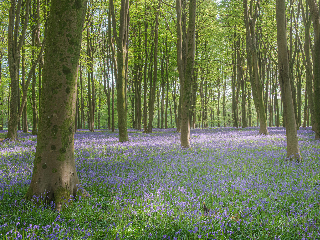 Woodland in rural England