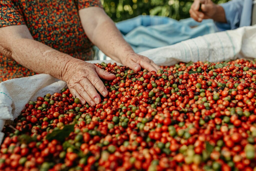 Woman's hands handling coffee cherries