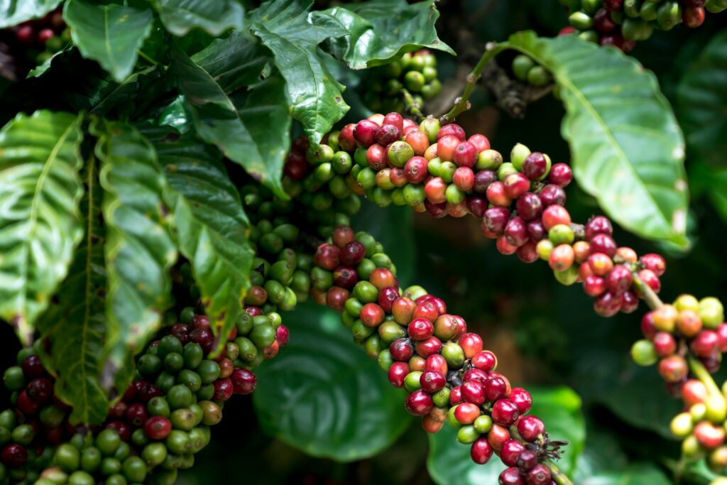 Kona coffee cherries