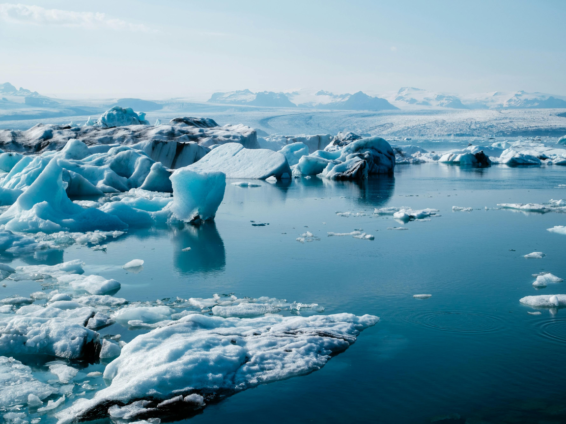 a close up shot of a brown bear’s face, with shaggy brown fur