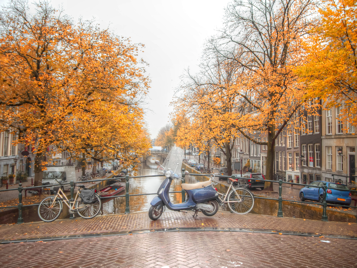 a close up shot of a brown bear’s face, with shaggy brown fur