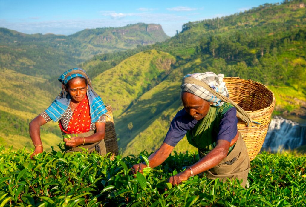 Two women harvesting tea leaves in the hills of Sri Lanka