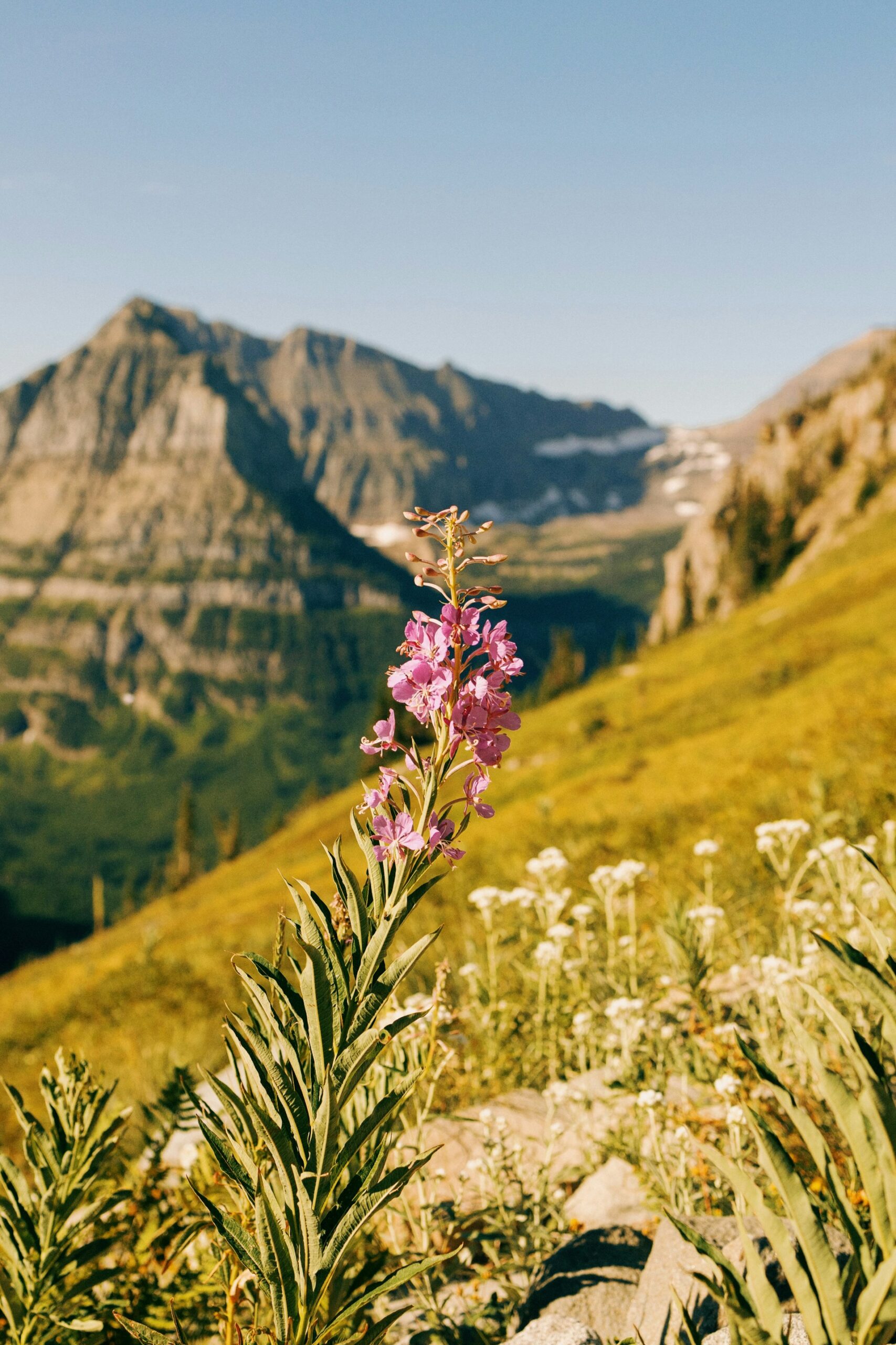 a close up shot of a brown bear’s face, with shaggy brown fur
