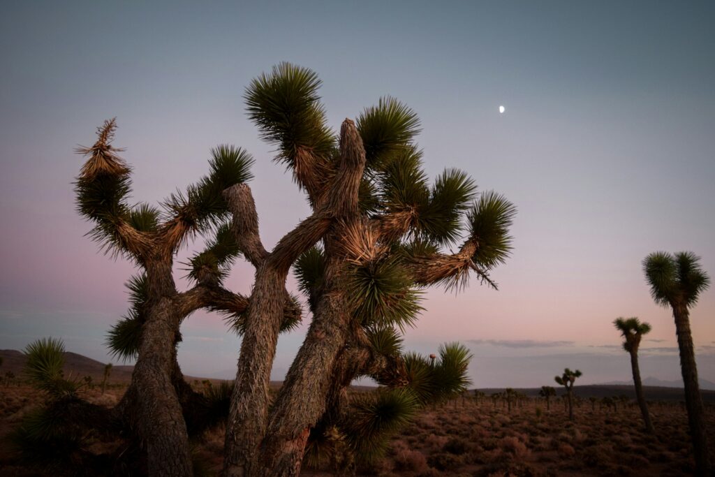 Joshua Tree silhouetted against a night sky