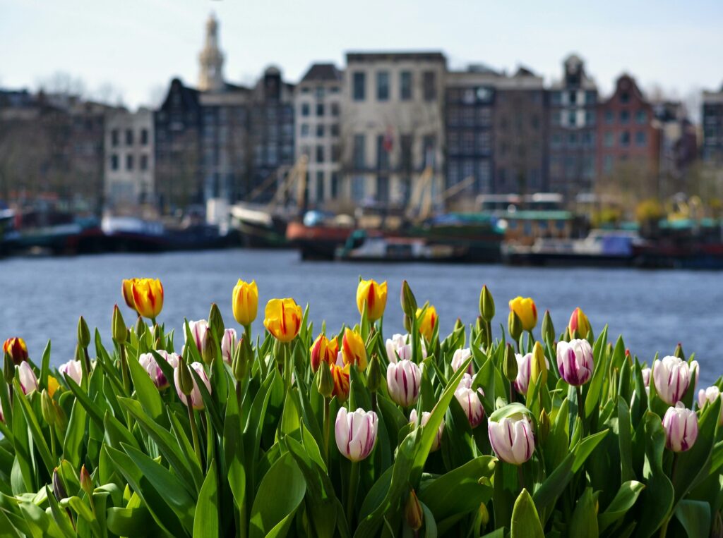 amsterdam tulips and canal
