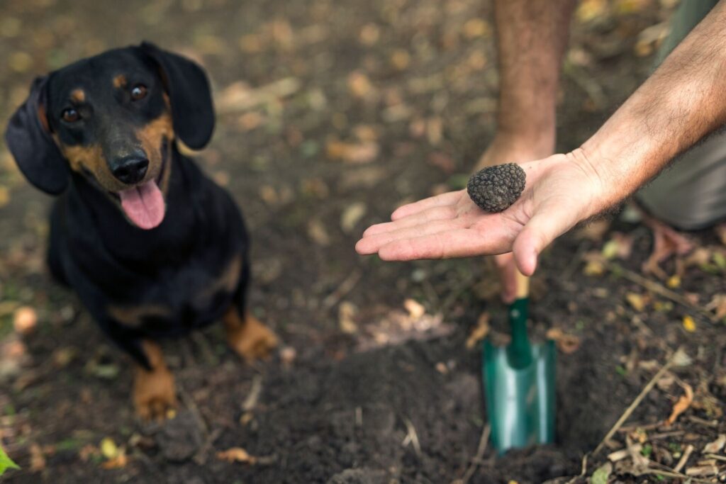 dog searching for truffle mushrooms