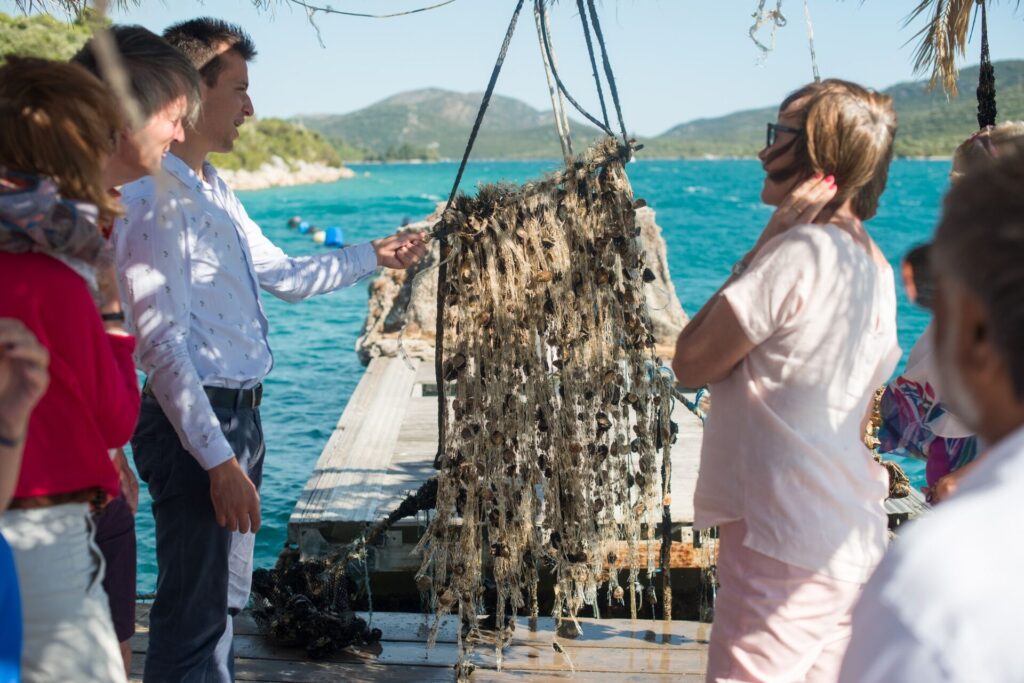 oyster farm in ston, crotia