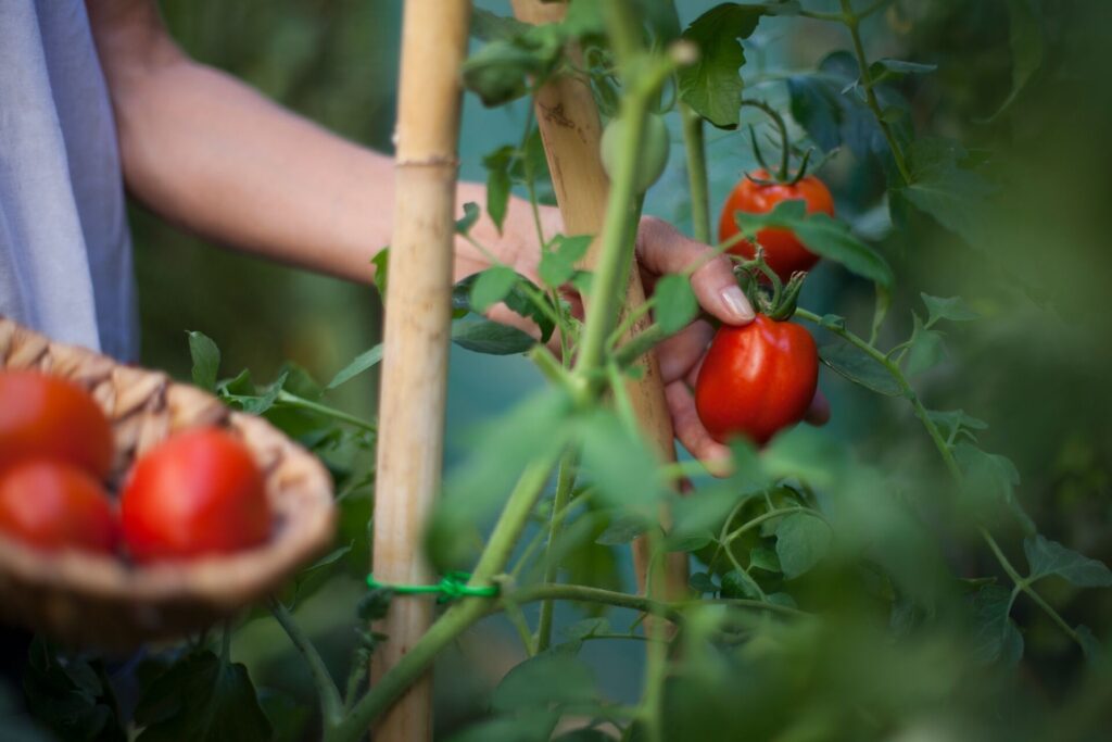 woman harvesting tomatoes