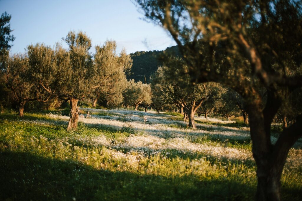 Olive grove in evening shadow