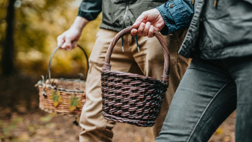 people foraging in the woods