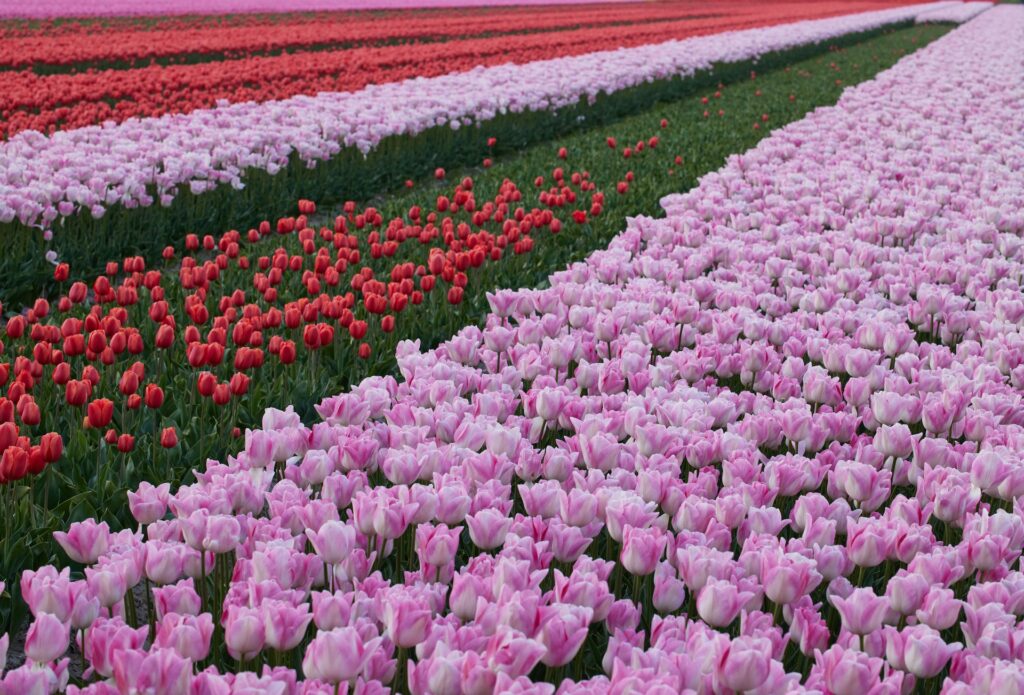tulip fields in keukenhof