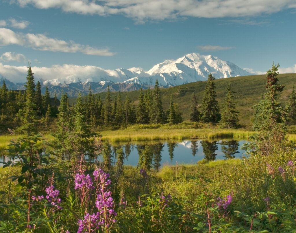 wildflowers in denali
