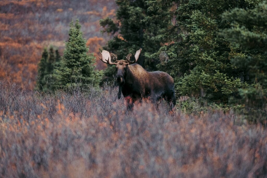 alaska moose