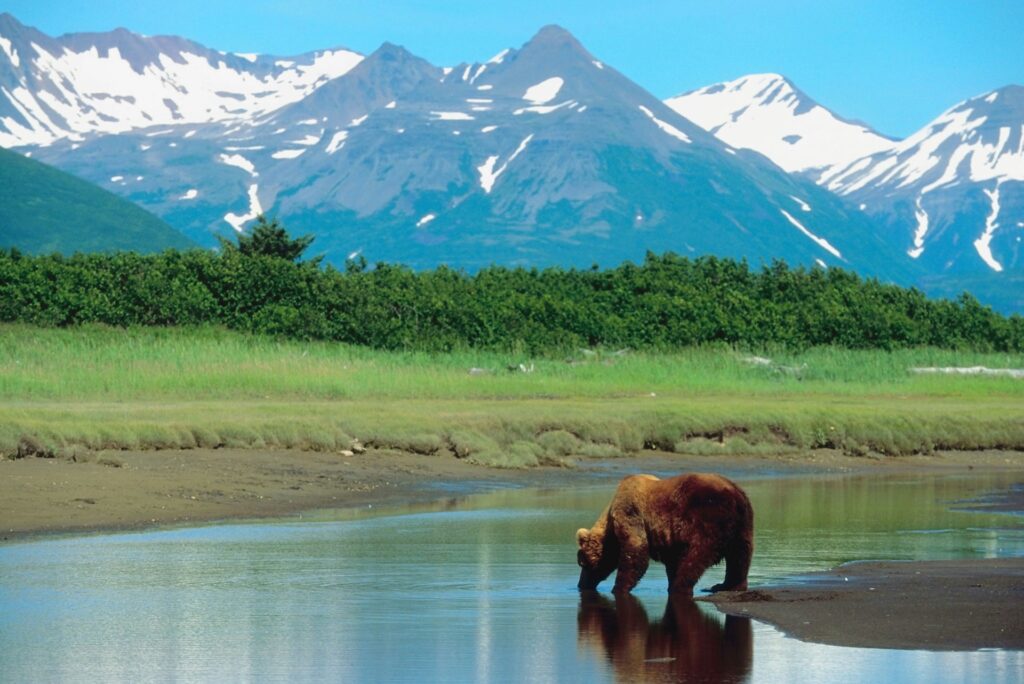 brown bear in alaska in may
