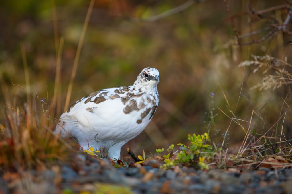 willow ptarmigan