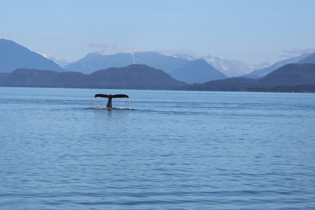 whale in alaska