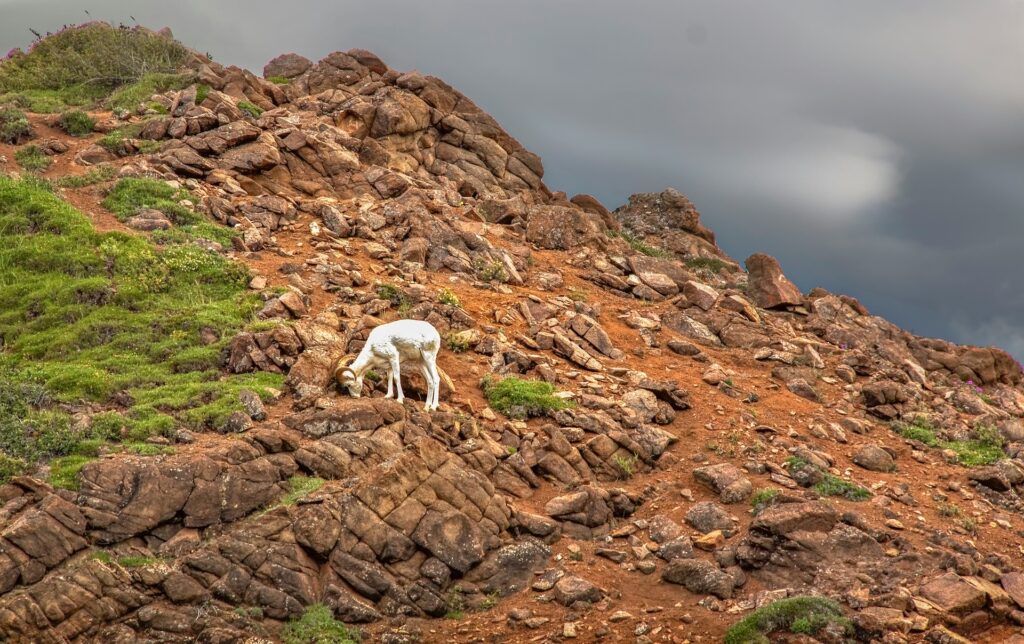 dall sheep in alaska 