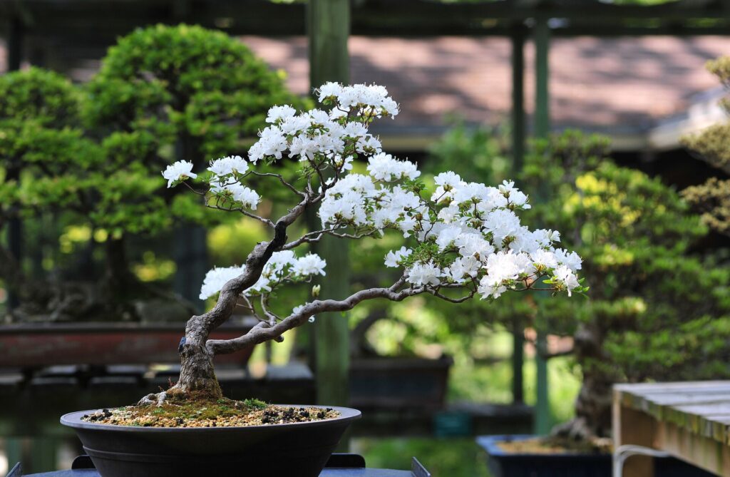 bonsai tree