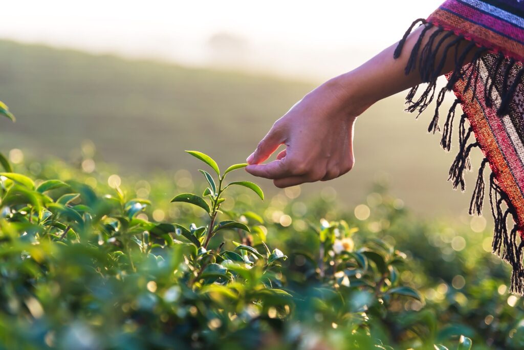 sri lanka tea plantation