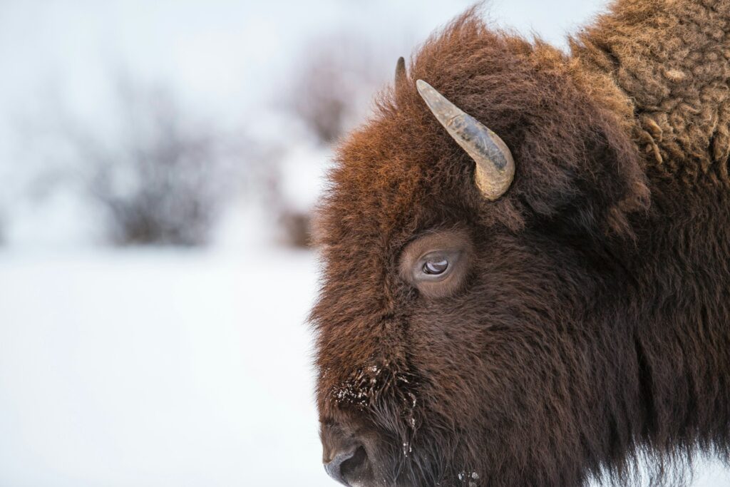 Close up of American bison in snowy landscape