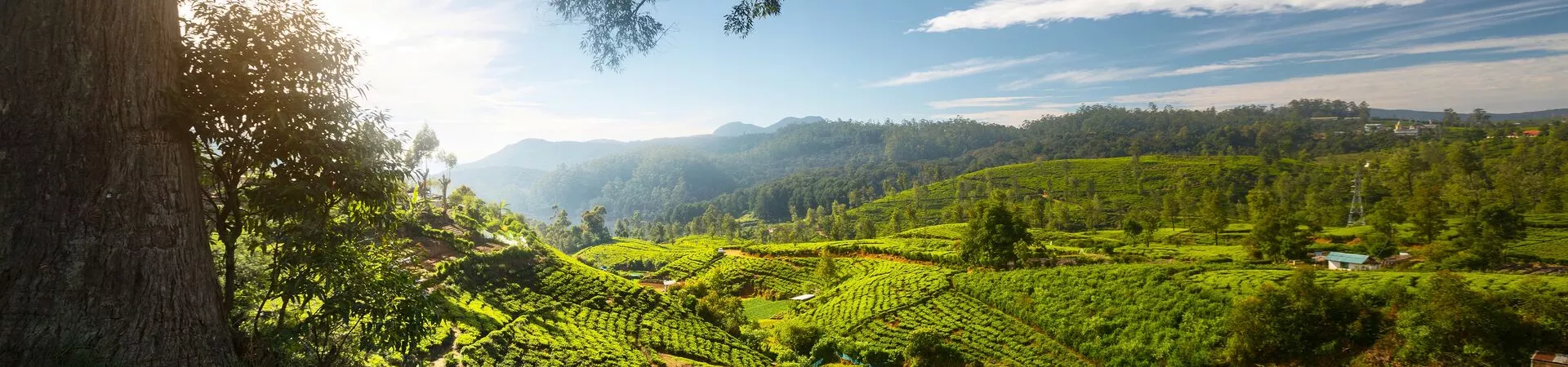 Tea field in Sri Lanka