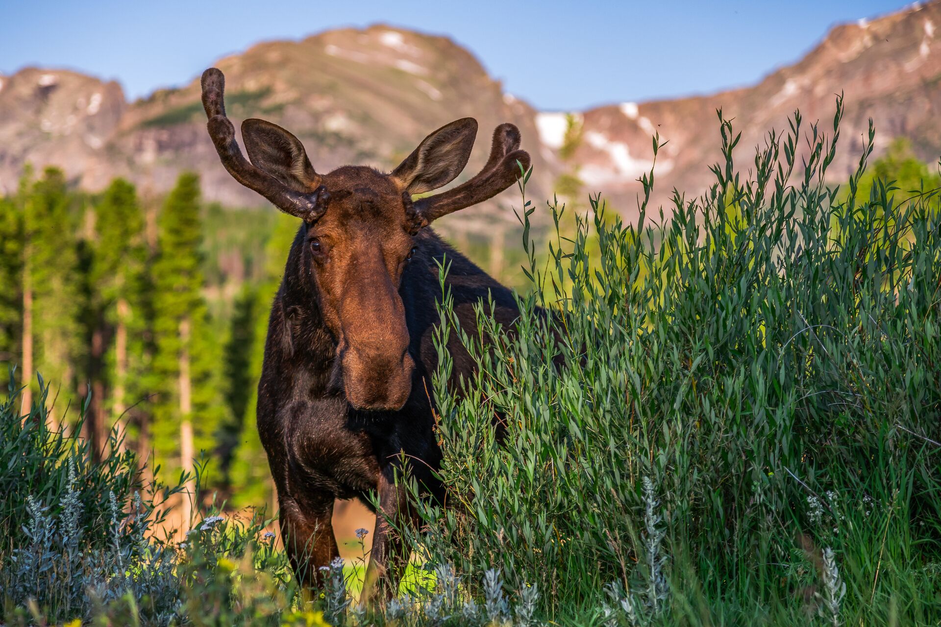 Bull Moose behind a bush in the Rocky Mountain National Park in Canada