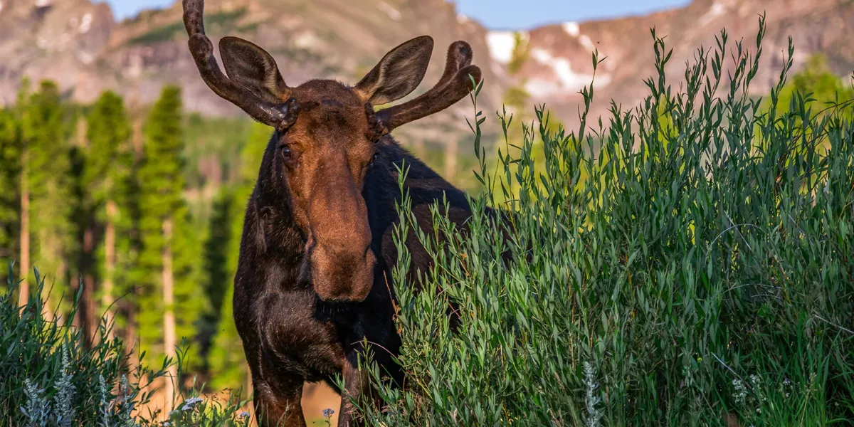 Bull Moose behind a bush in the Rocky Mountain National Park in Canada