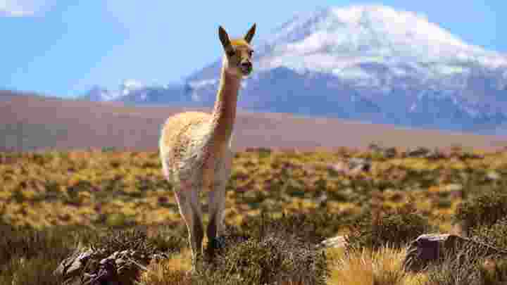 San Pedro De Atacama, Chile