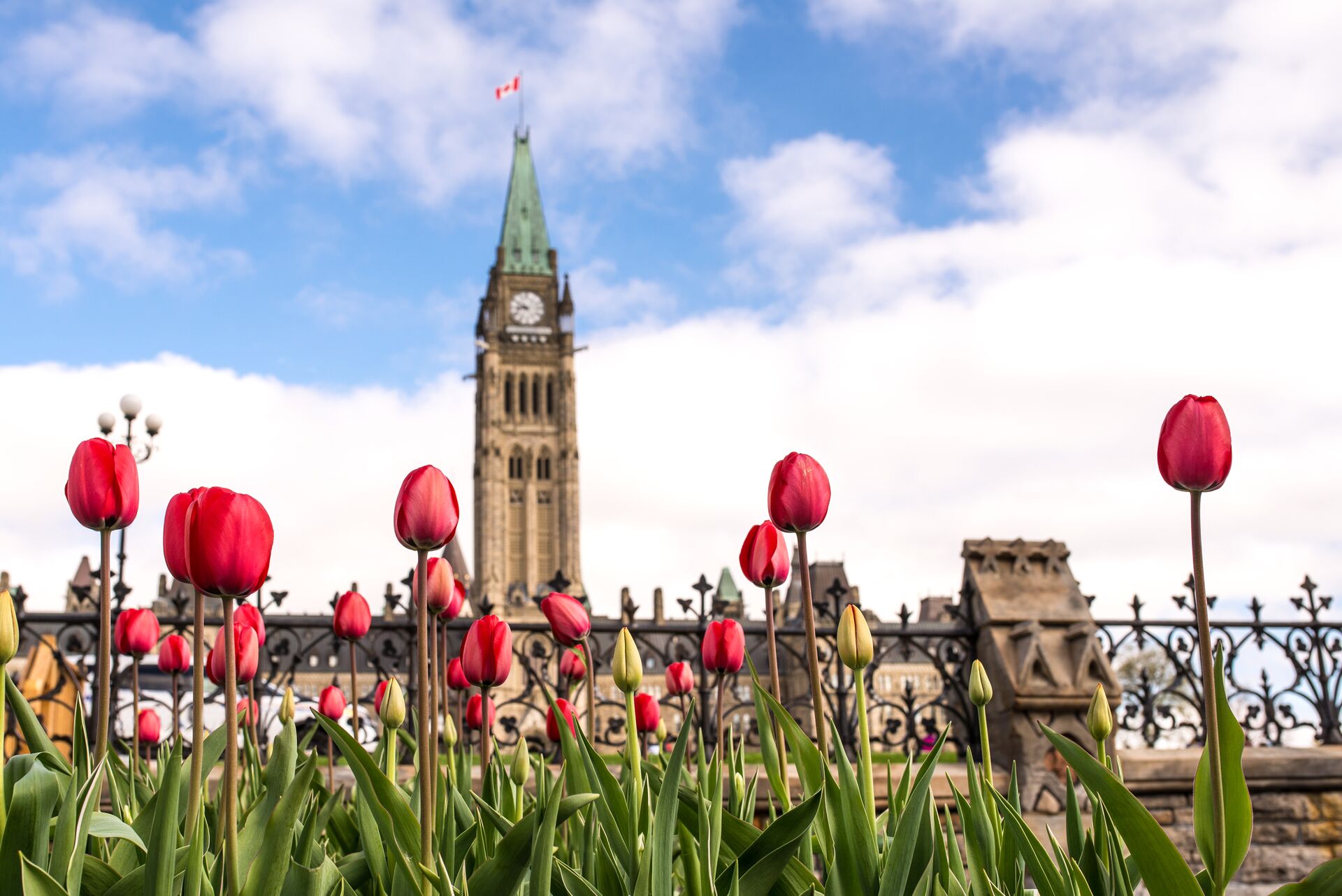 Canada's Parliament in Ottawa with red tulips in the foreground