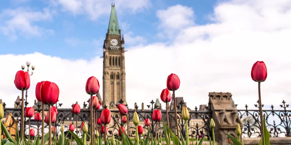 Canada's Parliament in Ottawa with red tulips in the foreground