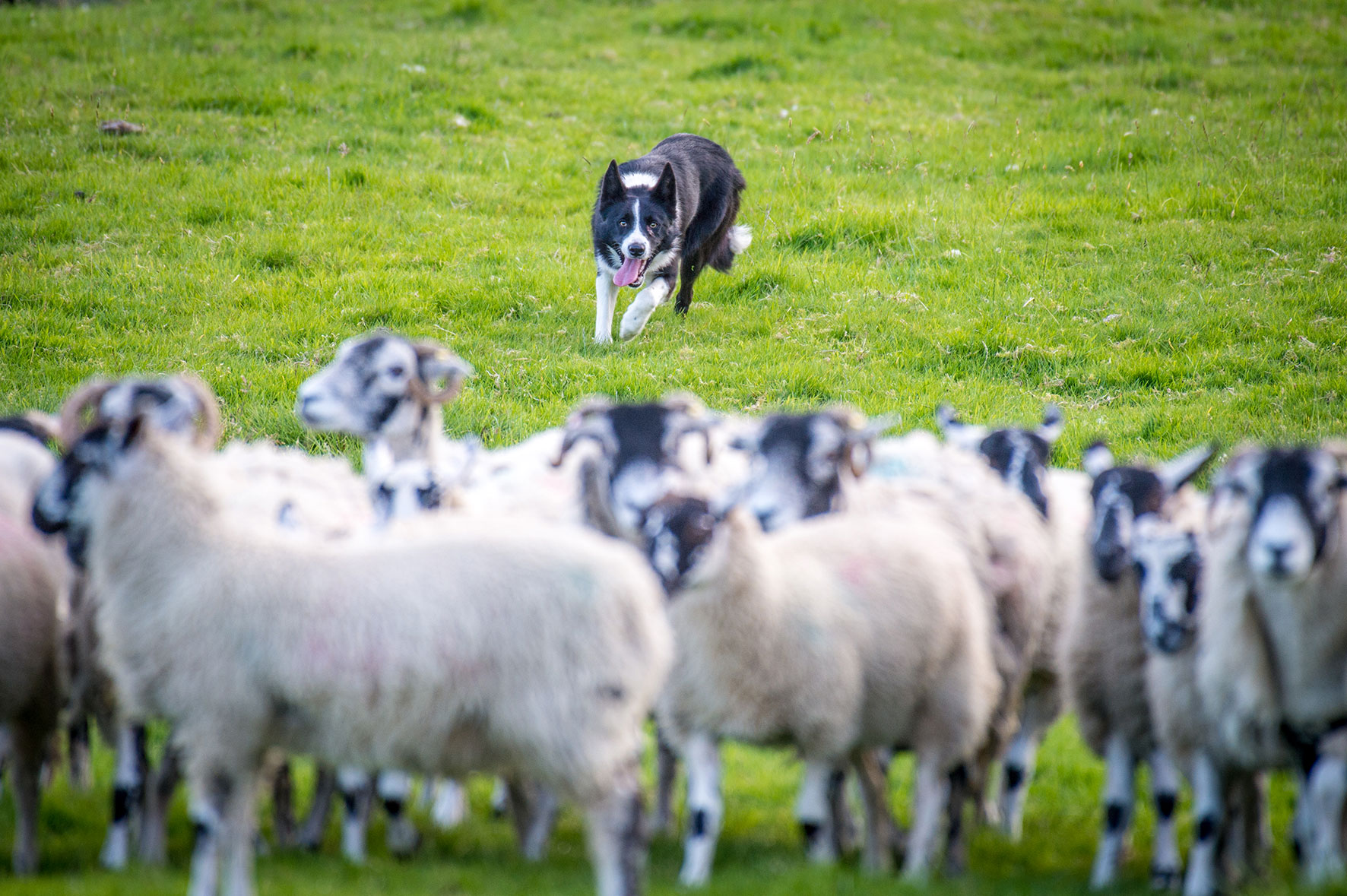Julie Hill Sheep Dog Trainer Heriot Scotland 1