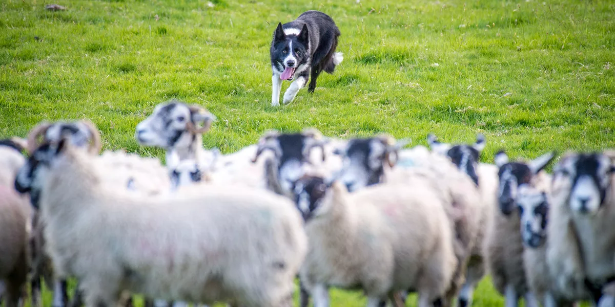 Julie Hill Sheep Dog Trainer Heriot Scotland 1