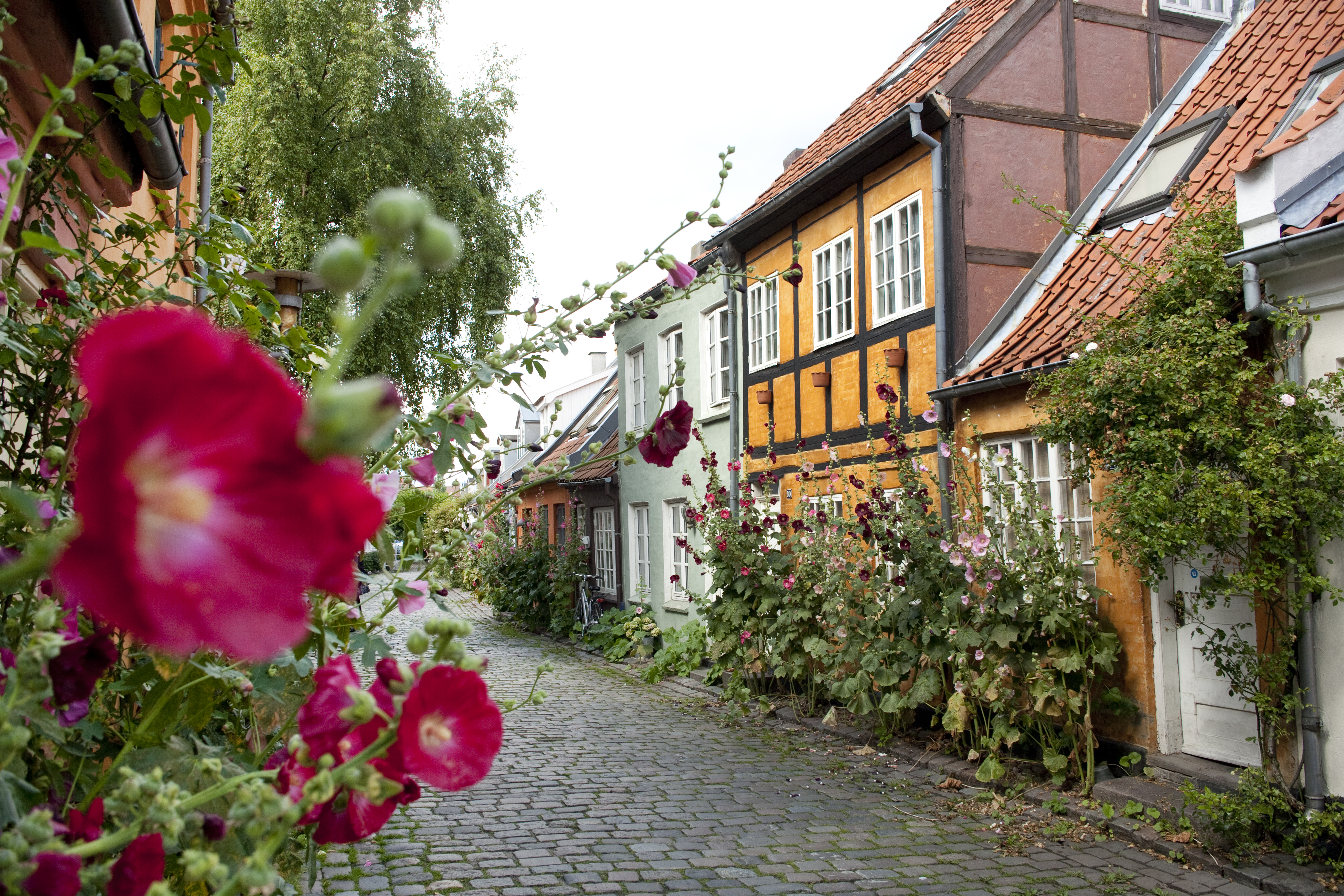 Cobbled Street With Historic Houses In The Old Town, Aarhus, Denmark