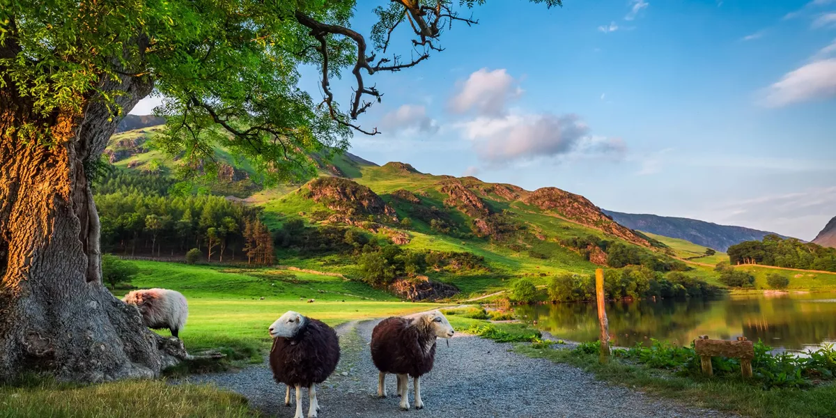 Two sheep on pasture at sunset in the Lake District, England, UK