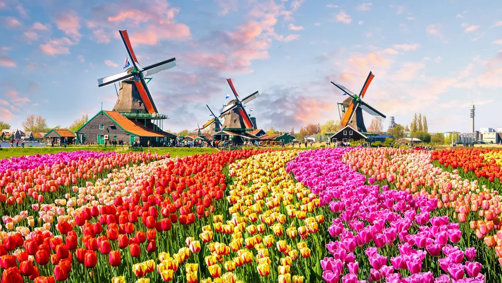 Traditional Dutch Windmills And Houses Near The Canal In Zaanstad Village, Zaanse Schans, Netherlands, Europe