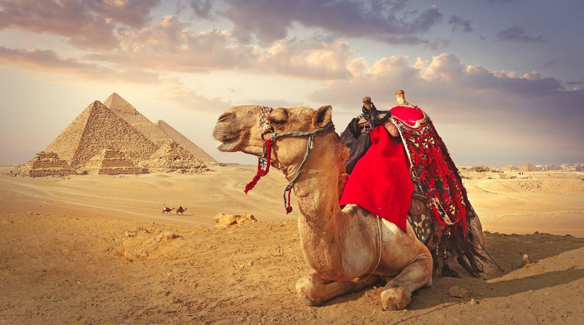 Camel And The Pyramids In Giza