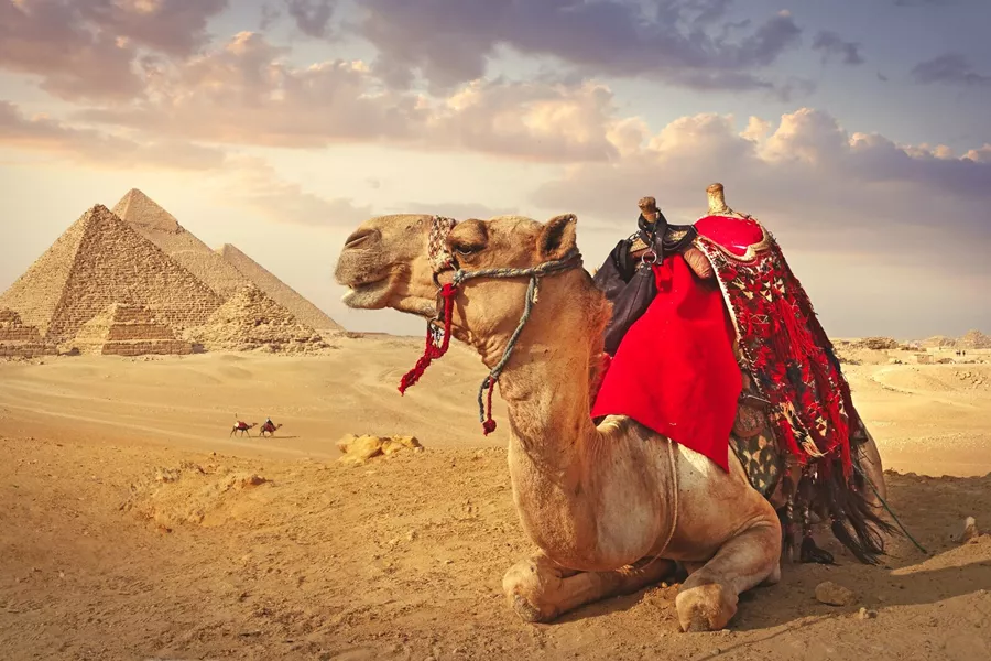 Camel And The Pyramids In Giza