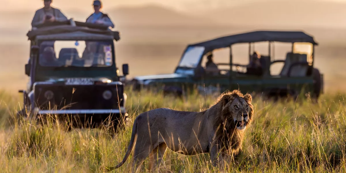 Large Tourist Vehicles Watching 683747214