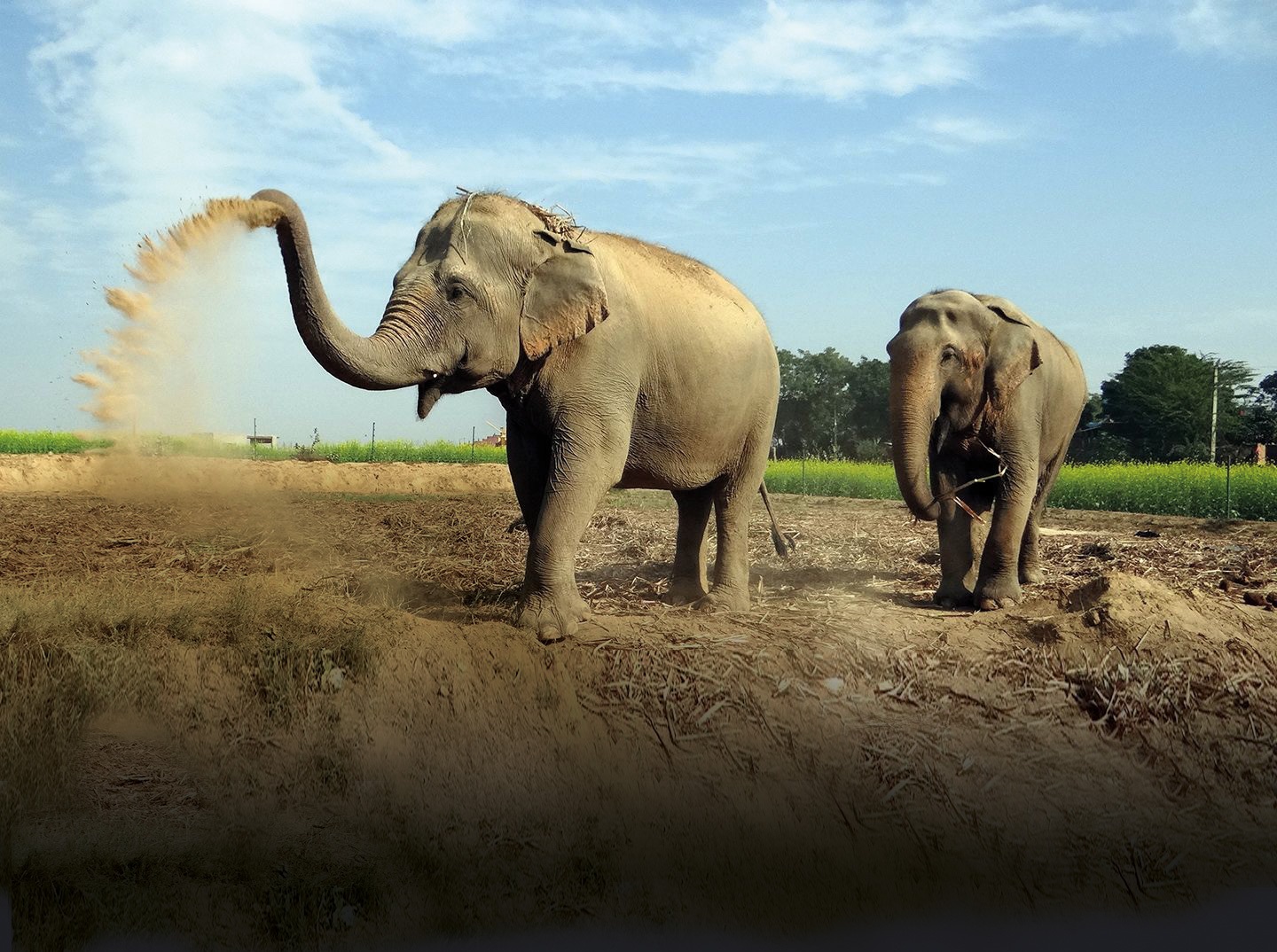 Two elephants in the field